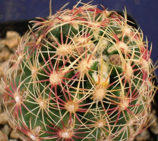 Thelocactus_schwarzii